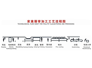 烟台家禽屠宰工艺流程当前